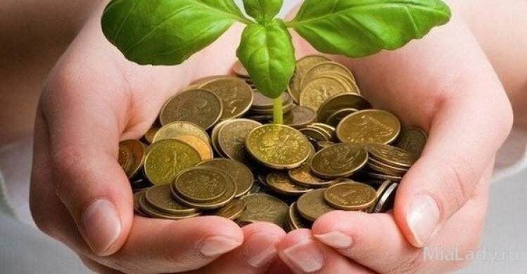 Растения для привлечения денег: выращиваем самостоятельно
